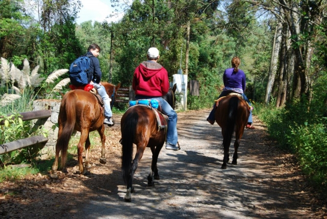 Rutas a caballo por el bosque